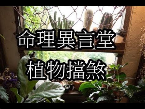 鎮宅門口擋煞植物